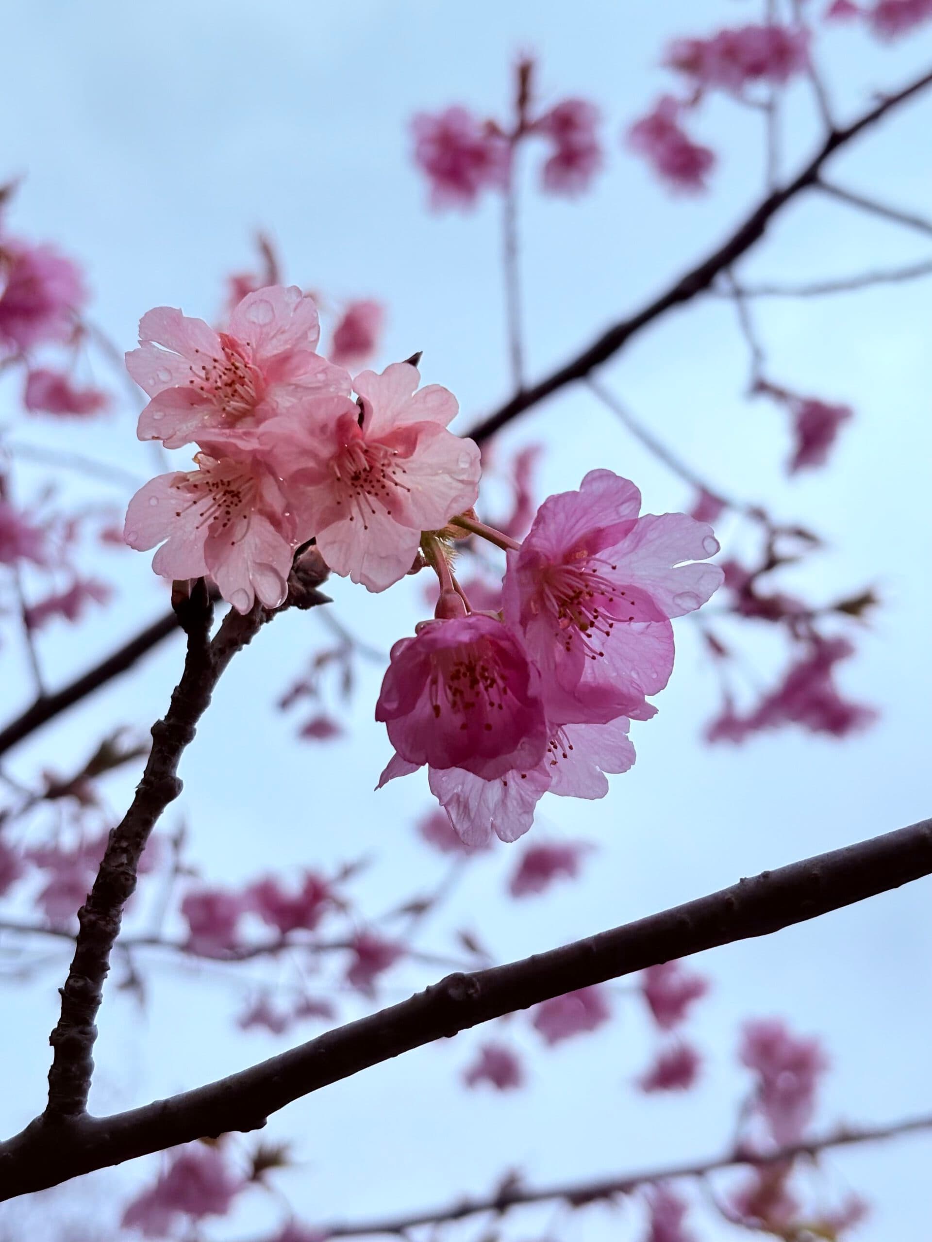 Einladung zur Aikido-Abteilungsversammlung 2025